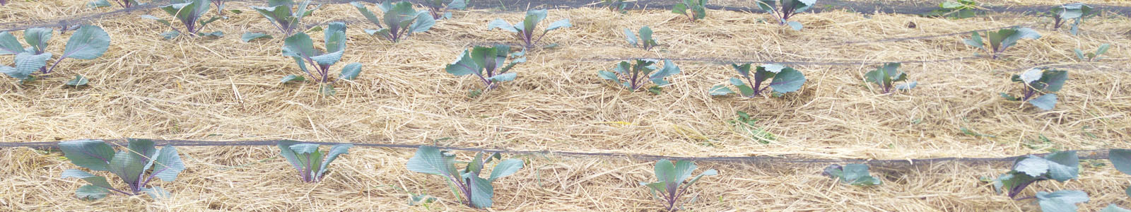 Junge Rotkohlpflanzen auf Acker ©K.Cypzirsch